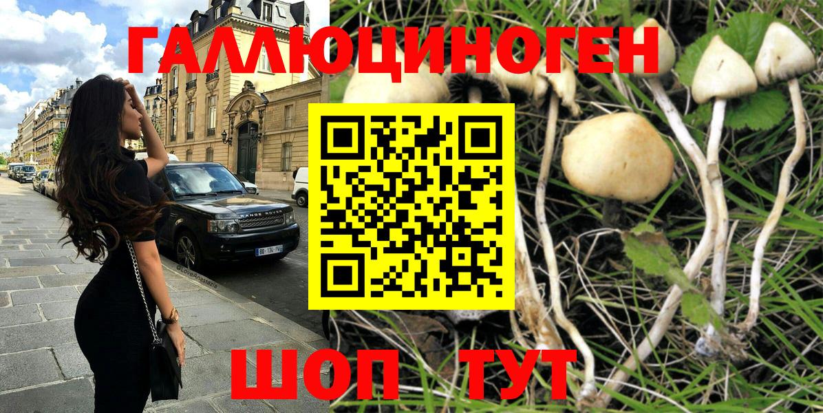 Галлюциногенные грибы Psilocybe Урай